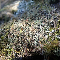 Terricolous, Whatipu Auckland.<br>Photographer: Marley Ford, Date taken: 16/10/2021, Licence: <a target='_blank' href='https://creativecommons.org/licenses/by-nc/4.0'>CC BY-NC</a>. <a class='member-message' href='/nzpcn/why-join-nzpcn/' target='_blank'>Members can view a larger version of this image.</a>