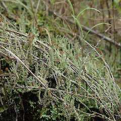Terricolous, Cox’s Bay Auckland.<br>Photographer: Marley Ford, Date taken: 04/10/2021, Licence: <a target='_blank' href='https://creativecommons.org/licenses/by/4.0'>CC BY</a>. <a class='member-message' href='/nzpcn/why-join-nzpcn/' target='_blank'>Members can view a larger version of this image.</a>