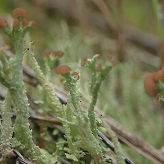 Terricolous, Cox’s Bay Auckland.<br>Photographer: Marley Ford, Date taken: 06/10/2021, Licence: <a target='_blank' href='https://creativecommons.org/licenses/by/4.0'>CC BY</a>. <a class='member-message' href='/nzpcn/why-join-nzpcn/' target='_blank'>Members can view a larger version of this image.</a>