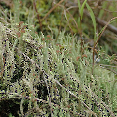 Terricolous, Cox’s Bay Auckland.<br>Photographer: Marley Ford, Date taken: 06/10/2021, Licence: <a target='_blank' href='https://creativecommons.org/licenses/by/4.0'>CC BY</a>. <a class='member-message' href='/nzpcn/why-join-nzpcn/' target='_blank'>Members can view a larger version of this image.</a>