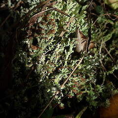Terricolous, Ann’s Creek Auckland.<br>Photographer: Marley Ford, Date taken: 14/08/2019, Licence: <a target='_blank' href='https://creativecommons.org/licenses/by-nc/4.0'>CC BY-NC</a>. <a class='member-message' href='/nzpcn/why-join-nzpcn/' target='_blank'>Members can view a larger version of this image.</a>