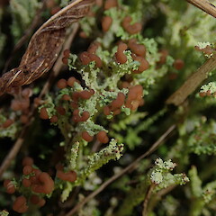 Terricolous, Ann’s Creek Auckland.<br>Photographer: Marley Ford, Date taken: 14/08/2019, Licence: <a target='_blank' href='https://creativecommons.org/licenses/by-nc/4.0'>CC BY-NC</a>. <a class='member-message' href='/nzpcn/why-join-nzpcn/' target='_blank'>Members can view a larger version of this image.</a>