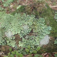 Corticolous on low branch, Longbush Gisborne.<br>Photographer: Marley Ford, Date taken: 24/01/2022, Licence: <a target='_blank' href='https://creativecommons.org/licenses/by/4.0'>CC BY</a>. <a class='member-message' href='/nzpcn/why-join-nzpcn/' target='_blank'>Members can view a larger version of this image.</a>