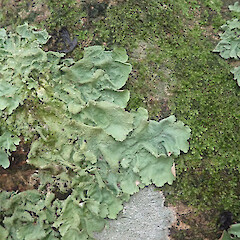 Corticolous on low branch, Longbush Gisborne.<br>Photographer: Marley Ford, Date taken: 24/01/2022, Licence: <a target='_blank' href='https://creativecommons.org/licenses/by/4.0'>CC BY</a>. <a class='member-message' href='/nzpcn/why-join-nzpcn/' target='_blank'>Members can view a larger version of this image.</a>