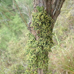 Corticolous on kanuka, Longbush Gisborne.<br>Photographer: Marley Ford, Date taken: 25/01/2022, Licence: <a target='_blank' href='https://creativecommons.org/licenses/by-nc/4.0'>CC BY-NC</a>. <a class='member-message' href='/nzpcn/why-join-nzpcn/' target='_blank'>Members can view a larger version of this image.</a>