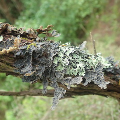 Corticolous on kanuka, Longbush Gisborne.<br>Photographer: Marley Ford, Date taken: 25/01/2022, Licence: <a target='_blank' href='https://creativecommons.org/licenses/by-nc/4.0'>CC BY-NC</a>. <a class='member-message' href='/nzpcn/why-join-nzpcn/' target='_blank'>Members can view a larger version of this image.</a>