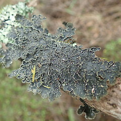 Corticolous on kanuka, Longbush Gisborne.<br>Photographer: Marley Ford, Date taken: 25/01/2022, Licence: <a target='_blank' href='https://creativecommons.org/licenses/by-nc/4.0'>CC BY-NC</a>. <a class='member-message' href='/nzpcn/why-join-nzpcn/' target='_blank'>Members can view a larger version of this image.</a>