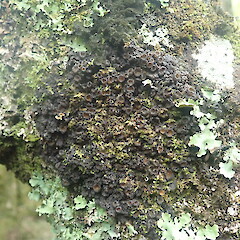 Terricolous, Longbush Gisborne.<br>Photographer: Marley Ford, Date taken: 25/01/2022, Licence: <a target='_blank' href='https://creativecommons.org/licenses/by-nc/4.0'>CC BY-NC</a>. <a class='member-message' href='/nzpcn/why-join-nzpcn/' target='_blank'>Members can view a larger version of this image.</a>