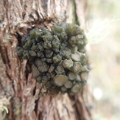 Corticolous on kanuka, Longbush Gisborne.<br>Photographer: Marley Ford, Date taken: 25/01/2022, Licence: <a target='_blank' href='https://creativecommons.org/licenses/by/4.0'>CC BY</a>. <a class='member-message' href='/nzpcn/why-join-nzpcn/' target='_blank'>Members can view a larger version of this image.</a>