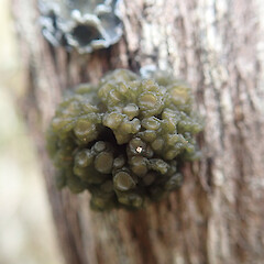 Corticolous on kanuka, Longbush Gisborne.<br>Photographer: Marley Ford, Date taken: 25/01/2022, Licence: <a target='_blank' href='https://creativecommons.org/licenses/by/4.0'>CC BY</a>. <a class='member-message' href='/nzpcn/why-join-nzpcn/' target='_blank'>Members can view a larger version of this image.</a>