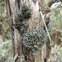 Corticolous on kanuka, Longbush Gisborne.<br>Photographer: Marley Ford, Date taken: 25/01/2022, Licence: <a target='_blank' href='https://creativecommons.org/licenses/by/4.0'>CC BY</a>. <a class='member-message' href='/nzpcn/why-join-nzpcn/' target='_blank'>Members can view a larger version of this image.</a>