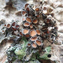 Corticolous on cabbage tree, Longbush Gisborne.<br>Photographer: Marley Ford, Date taken: 24/01/2022, Licence: <a target='_blank' href='https://creativecommons.org/licenses/by-nc/4.0'>CC BY-NC</a>. <a class='member-message' href='/nzpcn/why-join-nzpcn/' target='_blank'>Members can view a larger version of this image.</a>
