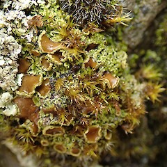 Growing amongst moss on rock, Castle Hill Canterbury.<br>Photographer: Melissa Hutchison, Date taken: 21/02/2020, Licence: <a target='_blank' href='https://creativecommons.org/licenses/by-nc/4.0'>CC BY-NC</a>. <a class='member-message' href='/nzpcn/why-join-nzpcn/' target='_blank'>Members can view a larger version of this image.</a>