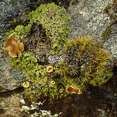 Growing amongst moss on rock, Castle Hill Canterbury.<br>Photographer: Marley Ford, Date taken: 21/02/2020, Licence: <a target='_blank' href='https://creativecommons.org/licenses/by/4.0'>CC BY</a>. <a class='member-message' href='/nzpcn/why-join-nzpcn/' target='_blank'>Members can view a larger version of this image.</a>