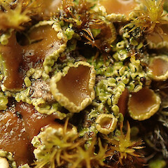 Psoroma inflatum