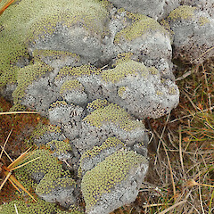 Mt Anglem/Hananui, Stewart Island/Rakiura.<br>Photographer: Melissa Hutchison, Date taken: 20/03/2022, Licence: <a target='_blank' href='https://creativecommons.org/licenses/by-nc/4.0'>CC BY-NC</a>. <a class='member-message' href='/nzpcn/why-join-nzpcn/' target='_blank'>Members can view a larger version of this image.</a>