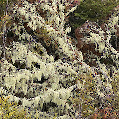 Borland Saddle.<br>Photographer: Allison Knight, Date taken: 07/01/2020, Licence: <a target='_blank' href='https://creativecommons.org/licenses/by/4.0'>CC BY</a>. <a class='member-message' href='/nzpcn/why-join-nzpcn/' target='_blank'>Members can view a larger version of this image.</a>