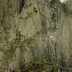 Boyd Creek.<br>Photographer: Allison Knight, Date taken: 05/01/2011, Licence: <a target='_blank' href='https://creativecommons.org/licenses/by/4.0'>CC BY</a>. <a class='member-message' href='/nzpcn/why-join-nzpcn/' target='_blank'>Members can view a larger version of this image.</a>