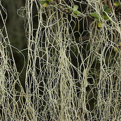 Boyd Creek.<br>Photographer: Allison Knight, Date taken: 05/01/2011, Licence: <a target='_blank' href='https://creativecommons.org/licenses/by/4.0'>CC BY</a>. <a class='member-message' href='/nzpcn/why-join-nzpcn/' target='_blank'>Members can view a larger version of this image.</a>