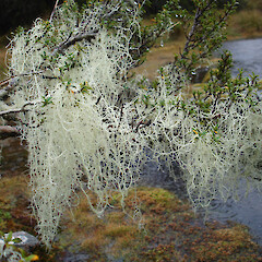 Fiordland.<br>Photographer: Allison Knight, Date taken: 11/04/2009, Licence: <a target='_blank' href='https://creativecommons.org/licenses/by/4.0'>CC BY</a>. <a class='member-message' href='/nzpcn/why-join-nzpcn/' target='_blank'>Members can view a larger version of this image.</a>