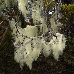 Hump Ridge.<br>Photographer: Allison Knight, Date taken: 29/09/2007, Licence: <a target='_blank' href='https://creativecommons.org/licenses/by/4.0'>CC BY</a>. <a class='member-message' href='/nzpcn/why-join-nzpcn/' target='_blank'>Members can view a larger version of this image.</a>