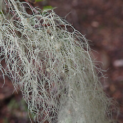 Apothecia, Monowai Dam.<br>Photographer: Allison Knight, Date taken: 08/01/2020, Licence: <a target='_blank' href='https://creativecommons.org/licenses/by/4.0'>CC BY</a>. <a class='member-message' href='/nzpcn/why-join-nzpcn/' target='_blank'>Members can view a larger version of this image.</a>