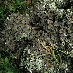 Growing on titoki base, Long Bush Gisborne.<br>Photographer: Marley Ford, Date taken: 18/04/2022, Licence: <a target='_blank' href='https://creativecommons.org/licenses/by/4.0'>CC BY</a>. <a class='member-message' href='/nzpcn/why-join-nzpcn/' target='_blank'>Members can view a larger version of this image.</a>
