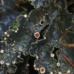 Apothecia, Long Bush, Gisborne.<br>Photographer: Marley Ford, Date taken: 19/04/2022, Licence: <a target='_blank' href='https://creativecommons.org/licenses/by/4.0'>CC BY</a>. <a class='member-message' href='/nzpcn/why-join-nzpcn/' target='_blank'>Members can view a larger version of this image.</a>