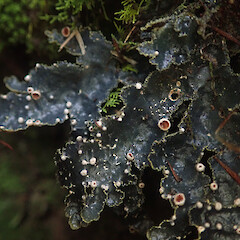 Apothecia, Long Bush, Gisborne.<br>Photographer: Marley Ford, Date taken: 19/04/2022, Licence: <a target='_blank' href='https://creativecommons.org/licenses/by/4.0'>CC BY</a>. <a class='member-message' href='/nzpcn/why-join-nzpcn/' target='_blank'>Members can view a larger version of this image.</a>