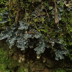 Terricolous with apothecia, Long Bush, Gisborne.<br>Photographer: Marley Ford, Date taken: 19/04/2022, Licence: <a target='_blank' href='https://creativecommons.org/licenses/by/4.0'>CC BY</a>. <a class='member-message' href='/nzpcn/why-join-nzpcn/' target='_blank'>Members can view a larger version of this image.</a>