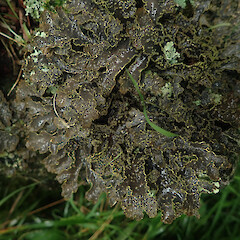Pseudocyphellaria neglecta