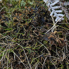 Terricolous, Chatham Islands.<br>Photographer: Marley Ford, Date taken: 16/08/2019, Licence: <a target='_blank' href='https://creativecommons.org/licenses/by-nc/4.0'>CC BY-NC</a>. <a class='member-message' href='/nzpcn/why-join-nzpcn/' target='_blank'>Members can view a larger version of this image.</a>