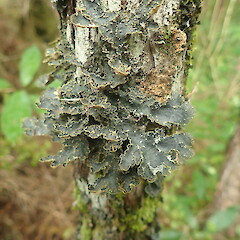 Corticolous on kanuka, Long Bush Gisborne.<br>Photographer: Marley Ford, Date taken: 25/01/2022, Licence: <a target='_blank' href='https://creativecommons.org/licenses/by-nc/4.0'>CC BY-NC</a>. <a class='member-message' href='/nzpcn/why-join-nzpcn/' target='_blank'>Members can view a larger version of this image.</a>