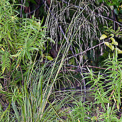 Chionochloa conspicua subsp. cunninghamii • New Zealand Plant ...