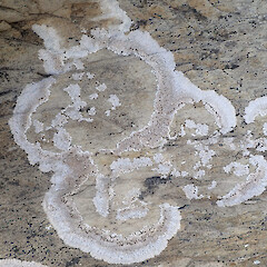 On limestone, Thousand Acre Plateau, Kahurangi National Park.<br>Photographer: Marley Ford, Licence: <a target='_blank' href='https://creativecommons.org/licenses/by-nc/4.0'>CC BY-NC</a>. <a class='member-message' href='/nzpcn/why-join-nzpcn/' target='_blank'>Members can view a larger version of this image.</a>