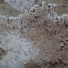 On limestone, Thousand Acre Plateau, Kahurangi National Park.<br>Photographer: Marley Ford, Licence: <a target='_blank' href='https://creativecommons.org/licenses/by-nc/4.0'>CC BY-NC</a>. <a class='member-message' href='/nzpcn/why-join-nzpcn/' target='_blank'>Members can view a larger version of this image.</a>