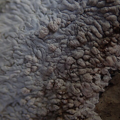 On limestone, Thousand Acre Plateau, Kahurangi National Park.<br>Photographer: Marley Ford, Licence: <a target='_blank' href='https://creativecommons.org/licenses/by-nc/4.0'>CC BY-NC</a>. <a class='member-message' href='/nzpcn/why-join-nzpcn/' target='_blank'>Members can view a larger version of this image.</a>