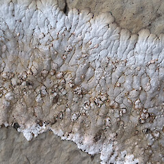 On limestone, Thousand Acre Plateau, Kahurangi National Park.<br>Photographer: Leon R. Perrie, Licence: <a target='_blank' href='https://creativecommons.org/licenses/by/4.0'>CC BY</a>. <a class='member-message' href='/nzpcn/why-join-nzpcn/' target='_blank'>Members can view a larger version of this image.</a>