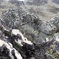 Saxicolous, Lake Alta.<br>Photographer: Allison Knight, Date taken: 29/01/2019, Licence: <a target='_blank' href='https://creativecommons.org/licenses/by/4.0'>CC BY</a>. <a class='member-message' href='/nzpcn/why-join-nzpcn/' target='_blank'>Members can view a larger version of this image.</a>
