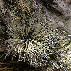 Maungatua.<br>Photographer: Allison Knight, Date taken: 30/03/2013, Licence: <a target='_blank' href='https://creativecommons.org/licenses/by/4.0'>CC BY</a>. <a class='member-message' href='/nzpcn/why-join-nzpcn/' target='_blank'>Members can view a larger version of this image.</a>