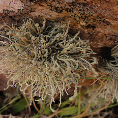 Maungatua.<br>Photographer: Allison Knight, Date taken: 30/03/2013, Licence: <a target='_blank' href='https://creativecommons.org/licenses/by/4.0'>CC BY</a>. <a class='member-message' href='/nzpcn/why-join-nzpcn/' target='_blank'>Members can view a larger version of this image.</a>