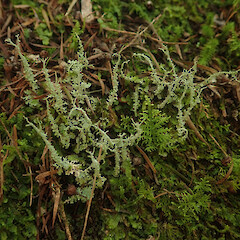 Terricolous under kanuka with bryophytes, Long Bush Gisborne.<br>Photographer: Marley Ford, Date taken: 20/04/2022, Licence: <a target='_blank' href='https://creativecommons.org/licenses/by/4.0'>CC BY</a>. <a class='member-message' href='/nzpcn/why-join-nzpcn/' target='_blank'>Members can view a larger version of this image.</a>