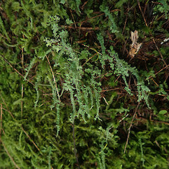 Cladonia darwinii