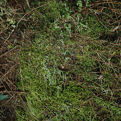 Terricolous under kanuka with bryophytes, Long Bush Gisborne.<br>Photographer: Marley Ford, Date taken: 20/04/2022, Licence: <a target='_blank' href='https://creativecommons.org/licenses/by/4.0'>CC BY</a>. <a class='member-message' href='/nzpcn/why-join-nzpcn/' target='_blank'>Members can view a larger version of this image.</a>