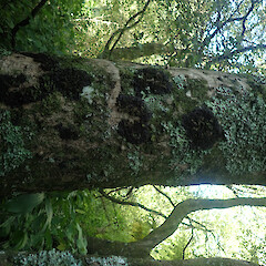 Corticolous on horoeka, Long Bush Gisborne.<br>Photographer: Marley Ford, Date taken: 21/04/2022, Licence: <a target='_blank' href='https://creativecommons.org/licenses/by/4.0'>CC BY</a>. <a class='member-message' href='/nzpcn/why-join-nzpcn/' target='_blank'>Members can view a larger version of this image.</a>