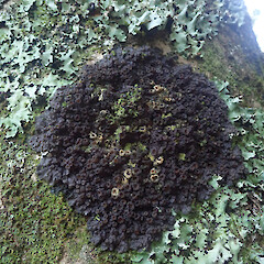 Corticolous on horoeka, Long Bush Gisborne.<br>Photographer: Marley Ford, Date taken: 21/04/2022, Licence: <a target='_blank' href='https://creativecommons.org/licenses/by/4.0'>CC BY</a>. <a class='member-message' href='/nzpcn/why-join-nzpcn/' target='_blank'>Members can view a larger version of this image.</a>