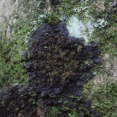 Corticolous on horoeka, Long Bush Gisborne.<br>Photographer: Marley Ford, Date taken: 21/04/2022, Licence: <a target='_blank' href='https://creativecommons.org/licenses/by/4.0'>CC BY</a>. <a class='member-message' href='/nzpcn/why-join-nzpcn/' target='_blank'>Members can view a larger version of this image.</a>