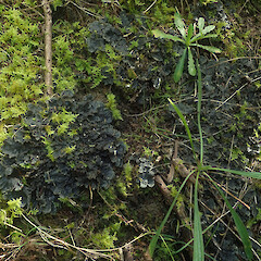 Terricolous under kanuka with bryophytes, Long Bush Gisborne.<br>Photographer: Marley Ford, Date taken: 21/04/2022, Licence: <a target='_blank' href='https://creativecommons.org/licenses/by/4.0'>CC BY</a>. <a class='member-message' href='/nzpcn/why-join-nzpcn/' target='_blank'>Members can view a larger version of this image.</a>