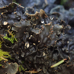 Terricolous under kanuka with bryophytes, Long Bush Gisborne.<br>Photographer: Marley Ford, Date taken: 21/04/2022, Licence: <a target='_blank' href='https://creativecommons.org/licenses/by/4.0'>CC BY</a>. <a class='member-message' href='/nzpcn/why-join-nzpcn/' target='_blank'>Members can view a larger version of this image.</a>