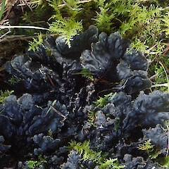 Terricolous under kanuka with bryophytes, Long Bush Gisborne.<br>Photographer: Marley Ford, Date taken: 21/04/2022, Licence: <a target='_blank' href='https://creativecommons.org/licenses/by/4.0'>CC BY</a>. <a class='member-message' href='/nzpcn/why-join-nzpcn/' target='_blank'>Members can view a larger version of this image.</a>